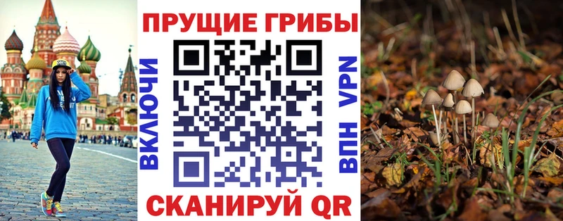 сколько стоит  Щучье  Галлюциногенные грибы мицелий 